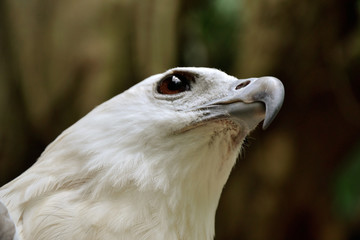 Bali, Indonesia - July 2017: The eagle is a common name for many large birds of prey of the family Accipitridae