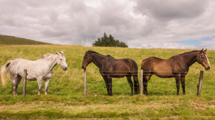 Fototapeta na wymiar Horses; two brown stallions and a white mare in a field beside a fence in a rural hilltop location.