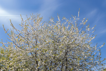 Bäume im Frühling, Frühlingsblüte