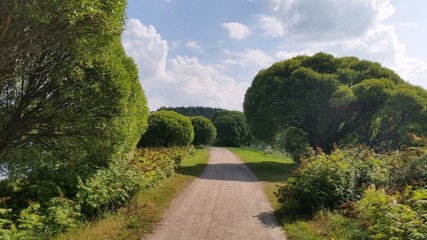 Summer path between green trees