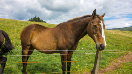 Brown horse looking over a fence in a hillside setting with green and yellow pasture