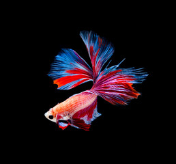Betta fish siamese fighting fish betta splendens isolated on black background
