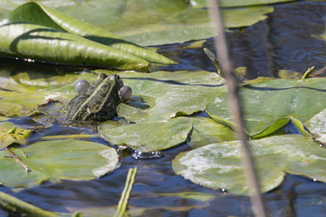 Froschmännchen ruft mittels Schallblasen
