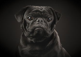 Portrait of a black pug on a black background