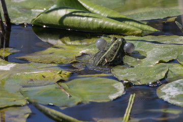 Froschmännchen ruft mittels Schallblasen