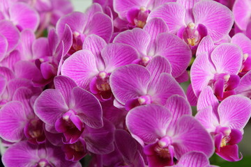 Orchid Flower in Japan