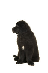 Cute newfoundland puppy dog looking away to the left sitting on a white background