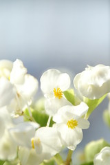 Obraz na płótnie Canvas 白い花