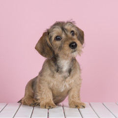 Cute wire haired dachshund puppy on a white wooden floor and a pink background