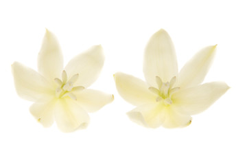 Fototapeta na wymiar Two yucca flowers isolated on a white background