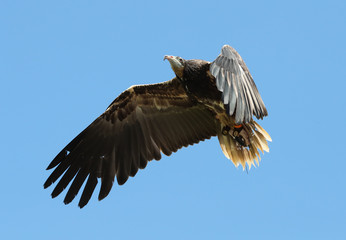 Close up of a hooded vulture in flight