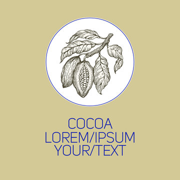 Cocoa beans vector illustration. Engraved vintage style illustration. Chocolate cocoa beans. Logo template.