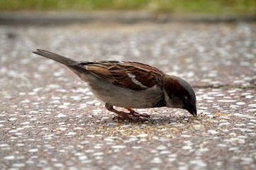 kleiner Spatz