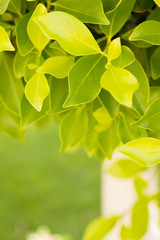 Green leaves
