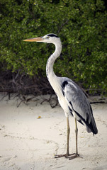 Heron standing on the beach in front of a dense bush early in the morning