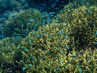 Fototapeta na wymiar Korallenriff in Indonesien