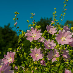 Pink mallow meadow flowers