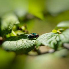 fly sits on green foliage