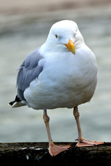 Möwe