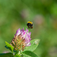 Bumble bee gathers nectar and pollen