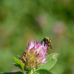 Bumble bee gathers nectar and pollen