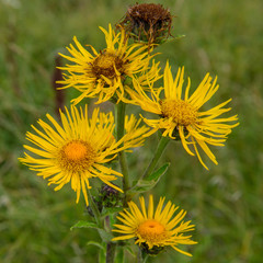 Yellow meadow flowers
