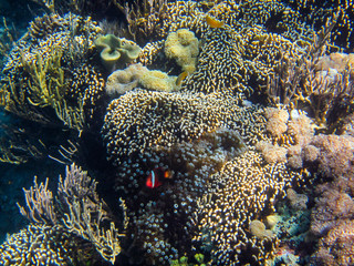 Korallenriff in Indonesien