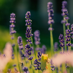 Lavender flowers on a sunny day
