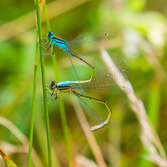 pair of dragonflies sitting on a plant