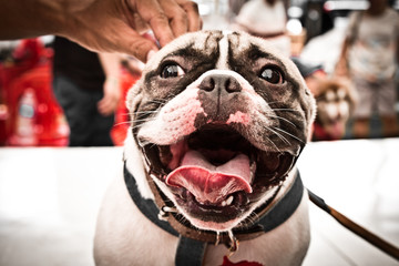 French Bulldog in outdoor Thailand