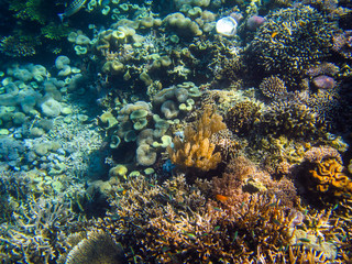 Korallenriff in Indonesien
