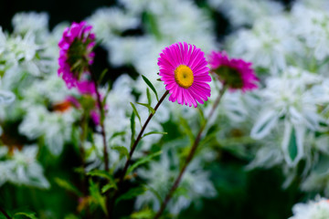 Flowerbed with Euphorbia marginata and asters