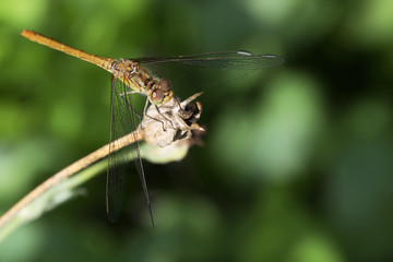 Dragonfly sitting on a branch, green background.