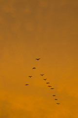 Birds fly on evening sky