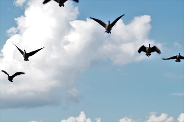 Zugvögel im Flug