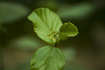 Leaves