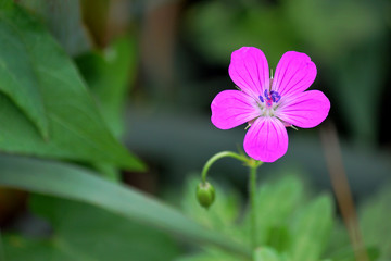 Fototapeta premium Wiesenblumen - Geranium pink