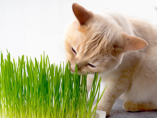 Cat is eating fresh green grass. Cat grass, pet grass. Natural herbal treatment, white, red pet cat...