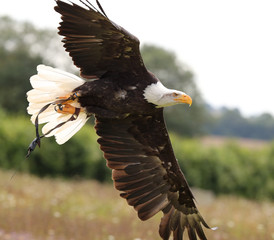 Close up of a Bald Eagle in flight
