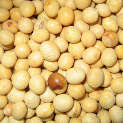 Soy beans