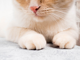 paws fluffy cat, close, cute red paws