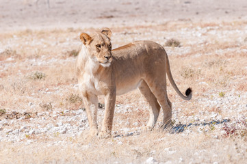 Obraz na płótnie Canvas African Lioness standing and looking sideways