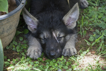 Small cute german Shepard puppy