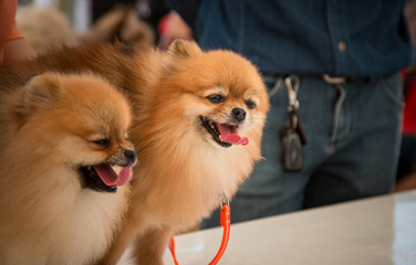 Pomeranian spitz  smiling playful in Thailand