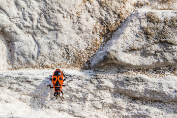 Red beetle crawling on the wall