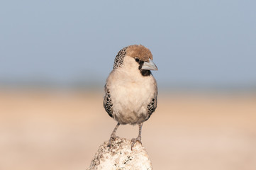 Sociable weaver, Philetairus socius, facing the camera
