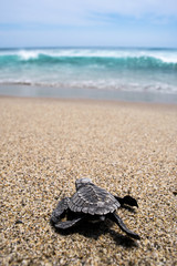 Sea turtle on the beach