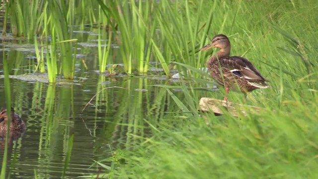 Young Mallard duck on the Bank near the river. 