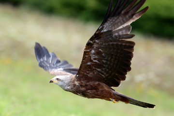 Close up of a Red Kite in flight