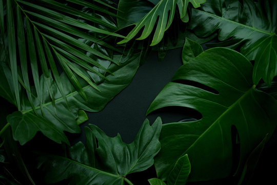 Fototapeta Reali liście z biel kopii przestrzeni tłem Tropikalny Botaniczny natury pojęcia projekt.